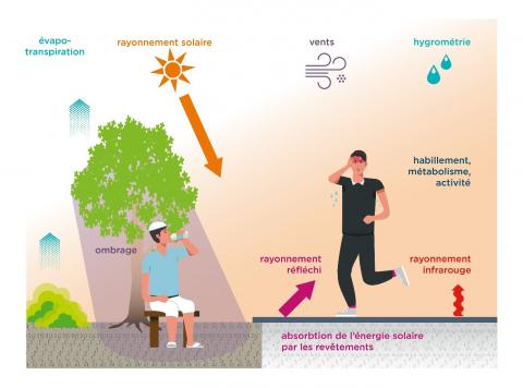 Confort thermique du piéton le jour