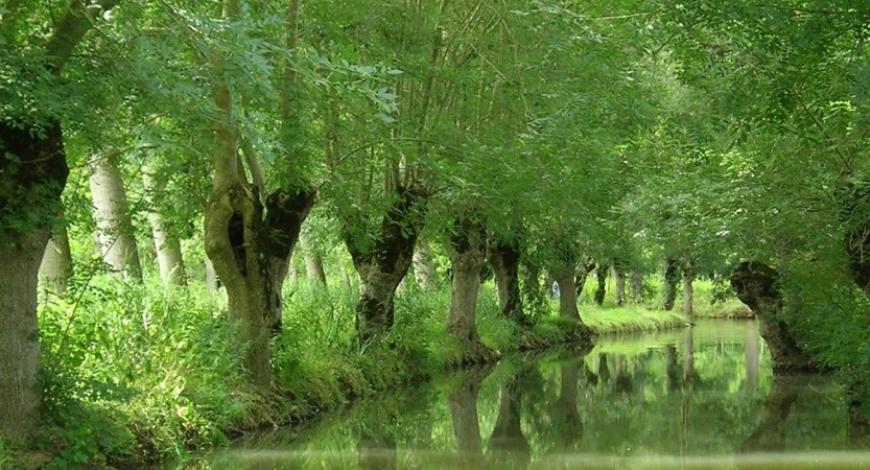 Rencontres nationales des allées d'arbres à Amuré (Deux-Sèvres)