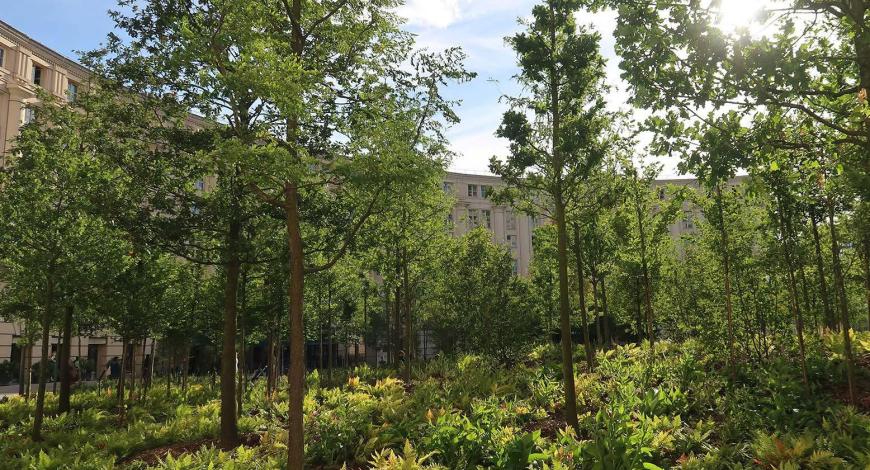 Les éditions Quæ publient un ouvrage sur la place de l’arbre en ville