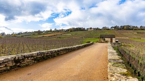 Chantier Vegecol : domaine Bouchard et Fils à Beaune, en 2023