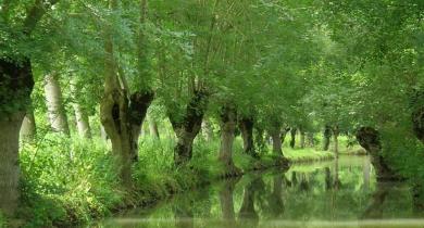 Rencontres nationales des allées d'arbres à Amuré (Deux-Sèvres)
