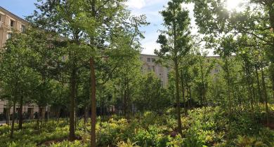 Les éditions Quæ publient un ouvrage sur la place de l’arbre en ville